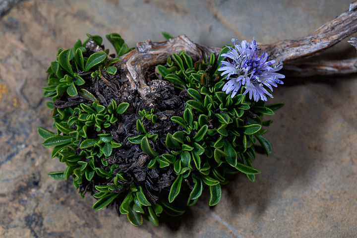 Globularia repens / Globularia strisciante